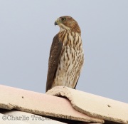 6S3A9611Juv_Cooper_Juv