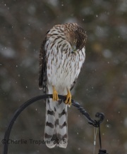 IMG_5426Immature_Cooper_Hawk