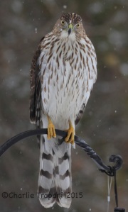 IMG_5428Cooper_Hawk_Imm