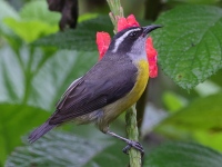1_A10A8207Bananaquit