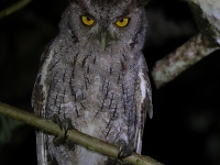 1_A10A8937Pacific_Screech_Owl