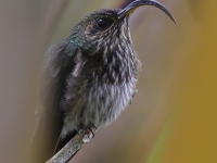 A10A0048White-tipped_Sicklebill