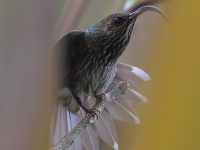 A10A0058White-tipped_Sicklebill