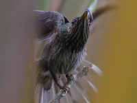 A10A0071White-tipped_Sicklebill
