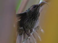 A10A0077White-tipped_Sicklebill