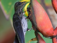 A10A0082White-tipped_Sicklebill
