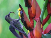 A10A0182White-tipped_Sicklebill