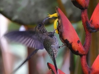 A10A0238White-tipped_Sicklebill