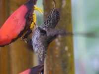 A10A0250White-tipped_Sicklebill