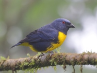 A10A0346Blue-and-Gold_Tanager