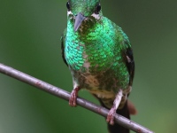 A10A0529Green-crowned_Brillant