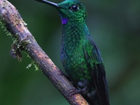 A10A0700Green-crowned_Brillant