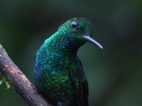 A10A0704Green-crowned_Brillant