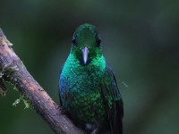 A10A0707Green-crowned_Brillant
