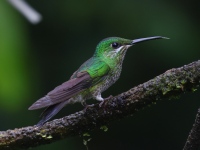 A10A0795Green-crowned_Brillant