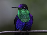 A10A0804Crowned-Woodnymph