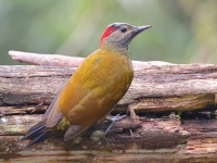 A10A0871Golden-olive_Woodpecker