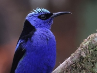 A10A0907Red-Legged_Honeycreeper