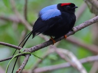 A10A0943Long-tailed_Manakin