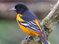 A10A0955Baltimore_Oriole