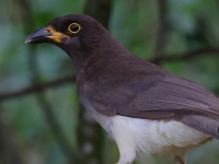 A10A1112Brown_Jay