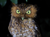 A10A1212Bare-shanked_Screech_Owl