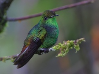 A10A1489Coppery-headed_Emerald
