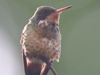 A10A1583Black-crested_Coquette