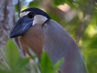 A10A1664Boat-billed_Heron