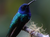 A10A1726White-necked_Jacobin