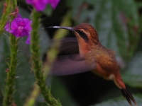 A10A1788Stripe-throated_Hermit