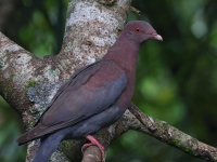 A10A1855Red-billed_Pigeon