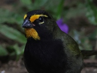 A10A1867Yellow-faced_Grassquit