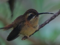 A10A1922Stripe-throated_Hermit