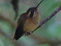 A10A1948Stripe-throated_Hermit