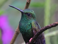 A10A1974Bronze-tailed_Plumeleteer