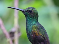 A10A2002Bronze-tailed_Plumeleteer
