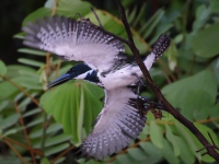 A10A5844Amazon_Kingfisher