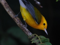 A10A5865Prothonotary_Warbler