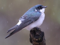 A10A6157Mangrove_Swallow