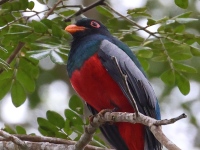 A10A6281Slaty-tailed_Trogon