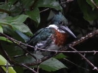 A10A6375Amazon_Kingfisher