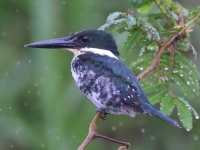 A10A6406Amazon_Kingfisher