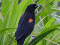A10A6428Red-winged_Blackbird