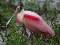 A10A6468Roseate_Spoonbill