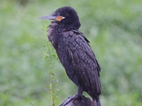 A10A6487Neotropic_Cormorant