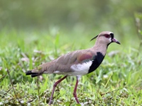 A10A6539Southern_Lapwing