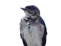 A10A6569Gray-breasted_Martin