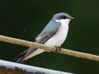 A10A6584Mangrove_Swallow