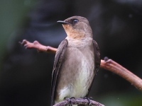 A10A6632Southern_Rough-winged_Swallow